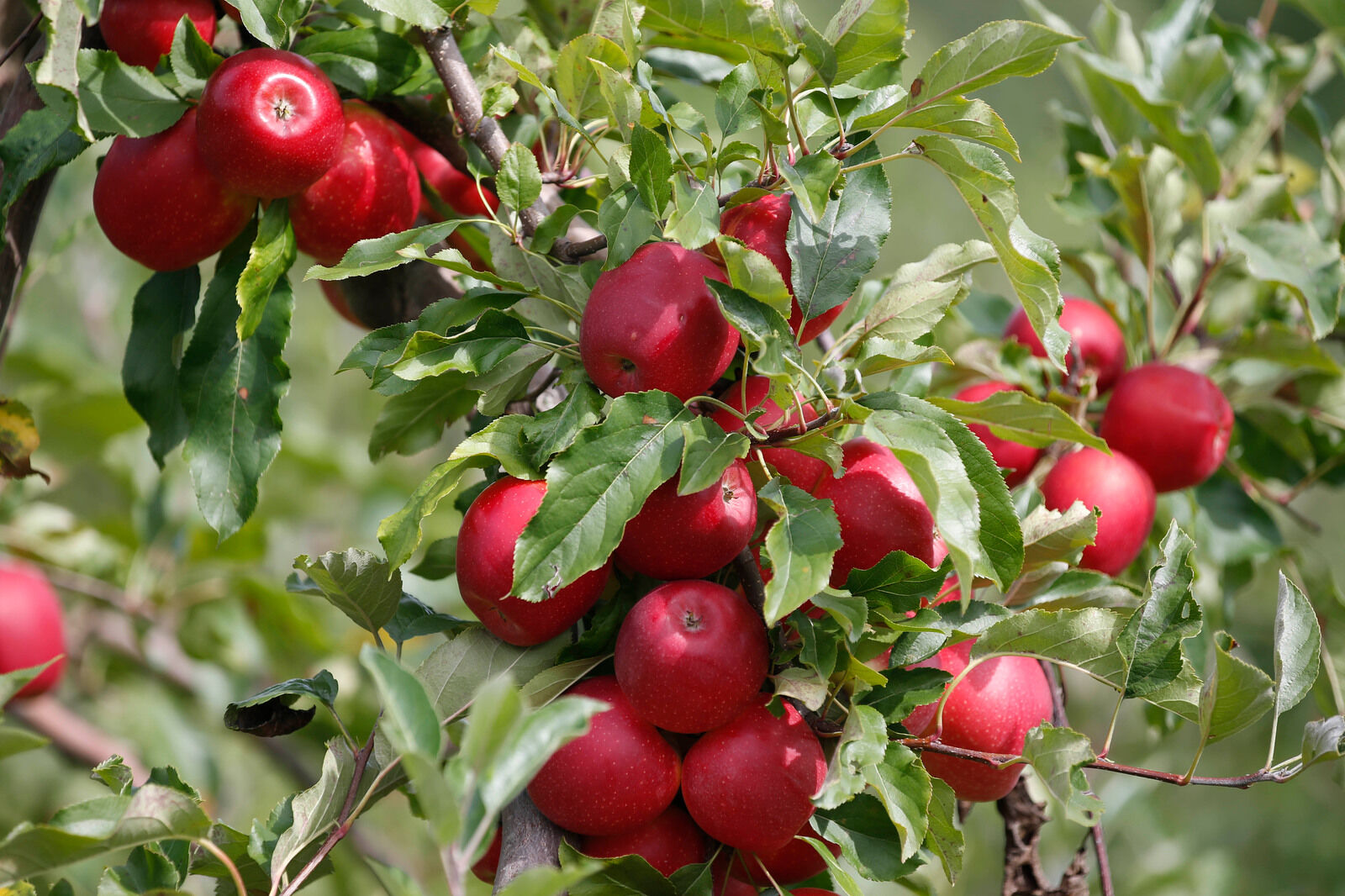 Lots to pick